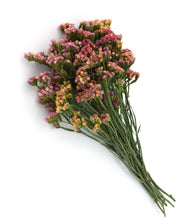 Načíst obrázek do prohlížeče Galerie, Statice (Limonka)- &quot;QIS&quot;, Apricot
