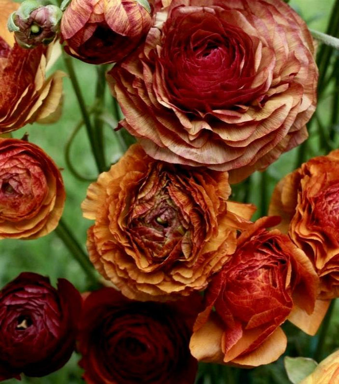 Pryskyřník (ranunculus) asijský 'Aviv' - Picotee café, 10ks