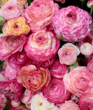 Načíst obrázek do prohlížeče Galerie, Pryskyřník asijský - &quot;Aviv&quot;, Picotee rose, 7ks
