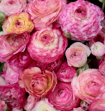 Načíst obrázek do prohlížeče Galerie, Pryskyřník asijský - &quot;Aviv&quot;, Picotee rose, 7ks
