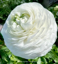 Načíst obrázek do prohlížeče Galerie, Pryskyřník -&quot;Elegance®&quot;, Bianco, 10ks
