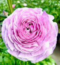 Načíst obrázek do prohlížeče Galerie, Pryskyřník- &quot;Elegance®&quot;- Milka, 10ks
