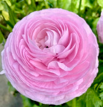 Načíst obrázek do prohlížeče Galerie, Pryskyřník - &quot;Elegance®&quot;, Rosa Chiaro, 10ks
