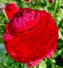 Načíst obrázek do prohlížeče Galerie, Pryskyřník - &quot;Elegance®&quot;, Rosso, 5ks
