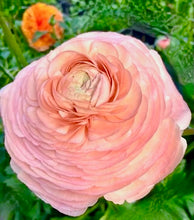 Načíst obrázek do prohlížeče Galerie, Pryskyřník -&quot;Elegance®, Salmone, 10ks
