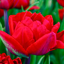 Načíst obrázek do prohlížeče Galerie, Tulipán - &quot;Red Princess&quot;, 5ks
