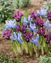 Načíst obrázek do prohlížeče Galerie, Kosatec (Iris) síťkovaný - &quot;Rejoice&quot;, 7ks

