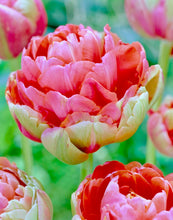 Načíst obrázek do prohlížeče Galerie, Tulipán - &quot;Renown Unique&quot;, 5ks
