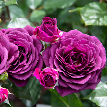 Načíst obrázek do prohlížeče Galerie, Růže - &quot;PURPLE EDEN ®&quot;, sazenice 1 ks
