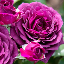 Načíst obrázek do prohlížeče Galerie, Růže - &quot;PURPLE EDEN ®&quot;, sazenice 1 ks
