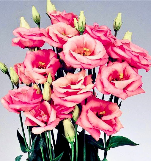 Jícnovka (Eustoma) - 