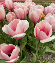 Načíst obrázek do prohlížeče Galerie, Tulipán - &quot;Salmon Impression&quot;, 5ks, 10ks
