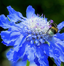 Načíst obrázek do prohlížeče Galerie, Hlaváč kavkazský - &quot;Fama&quot;, Deep blue
