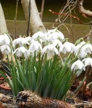 Načíst obrázek do prohlížeče Galerie, Sněženka " Galanthus Flore pleno",  10ks
