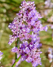 Načíst obrázek do prohlížeče Galerie, Statice (Limonka) podunajská
