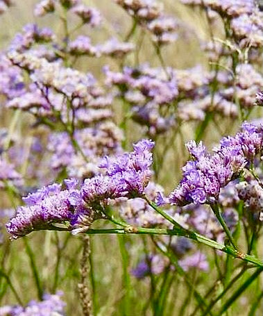 Statice (Limonka) podunajská