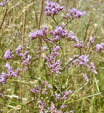 Načíst obrázek do prohlížeče Galerie, Statice (Limonka) podunajská
