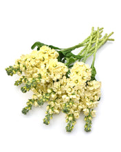 Načíst obrázek do prohlížeče Galerie, Fiala sivá - &quot;Stock, Mathilda&quot;, Yellow
