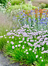 Načíst obrázek do prohlížeče Galerie, Okrasný česnek - &quot;Summer Beauty&quot;, 2ks
