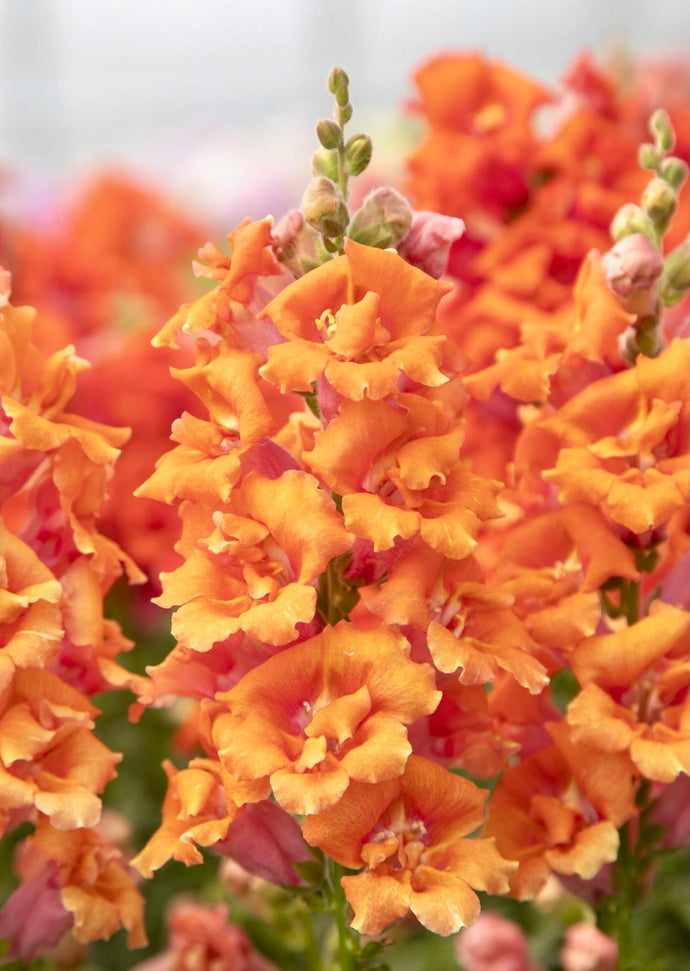 Hledík větší drobný - 