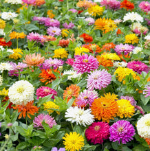 Načíst obrázek do prohlížeče Galerie, Ostálka (Cínie) lepá - &quot;Cactus&quot;, Mix barev
