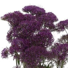 Načíst obrázek do prohlížeče Galerie, Zvonečkovec modrý - &quot;Lake Forest&quot;, Purple
