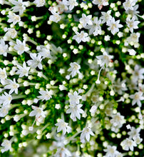 Načíst obrázek do prohlížeče Galerie, Zvonečkovec - "Supreme", White

