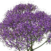 Načíst obrázek do prohlížeče Galerie, Zvonečkovec - "Supreme", Purple

