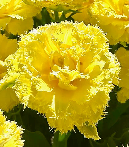 Tulipán - 
