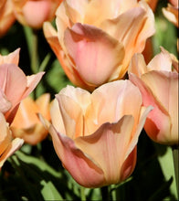 Načíst obrázek do prohlížeče Galerie, Tulipán - &quot;Apricot Beauty&quot;, 5ks, 10ks
