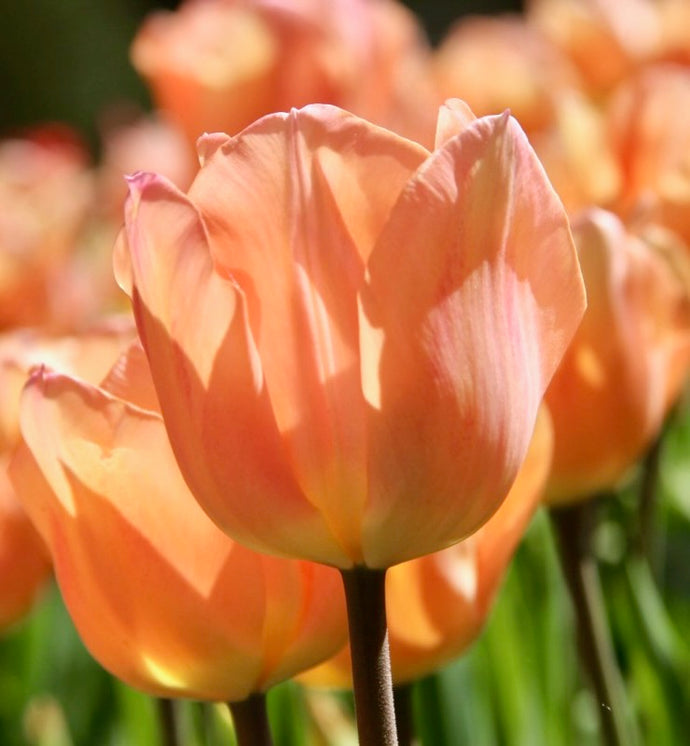 Tulipán - 