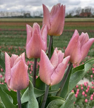 Načíst obrázek do prohlížeče Galerie, Tulipán - &quot;Apricot Copex&quot;, 5ks, 10ks
