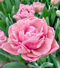 Načíst obrázek do prohlížeče Galerie, Tulipán - &quot;Beachberry&quot;, 5ks, 10ks
