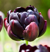 Načíst obrázek do prohlížeče Galerie, Tulipán - &quot;Black Hero&quot;, 5ks, 10ks
