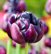 Načíst obrázek do prohlížeče Galerie, Tulipán - &quot;Black Hero&quot;, 5ks, 10ks
