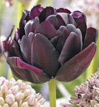 Načíst obrázek do prohlížeče Galerie, Tulipán - &quot;Black Hero&quot;, 5ks, 10ks
