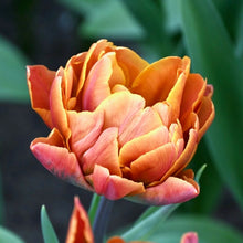 Načíst obrázek do prohlížeče Galerie, Tulipán - &quot;Brasil&quot;, 5ks,10ks
