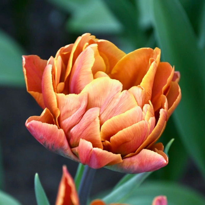 Tulipán - 