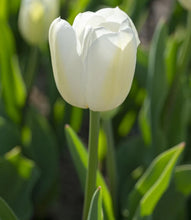 Načíst obrázek do prohlížeče Galerie, Tulipán - "Chantilly", 5ks nebo 10ks
