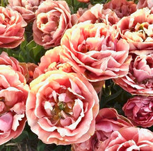 Načíst obrázek do prohlížeče Galerie, Tulipán - &quot;Copper Image®&quot;, 5ks, 10ks
