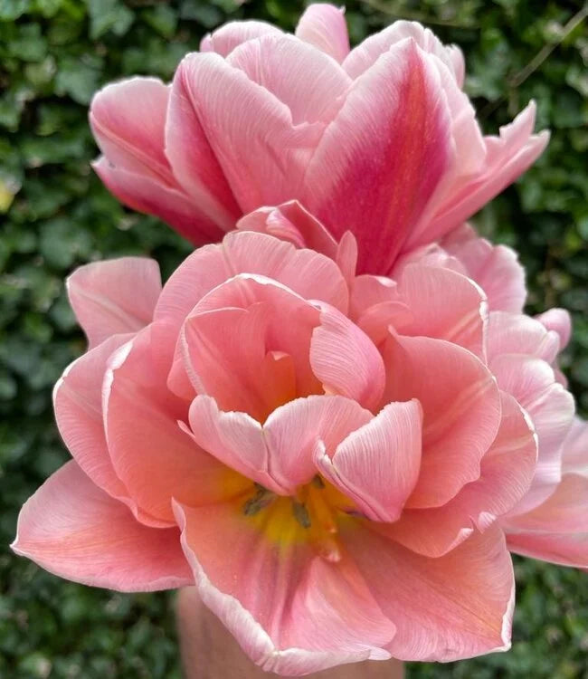 Tulipán - 