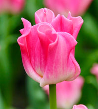Načíst obrázek do prohlížeče Galerie, Tulipán - &quot;Crown of Dynasty®&quot;, 5ks
