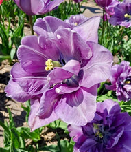 Načíst obrázek do prohlížeče Galerie, Tulipán - &quot;Dancing Passsion&quot;, 5ks, 10ks
