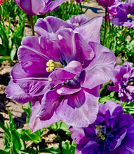 Načíst obrázek do prohlížeče Galerie, Tulipán - &quot;Dancing Passsion&quot;, 5ks, 10ks
