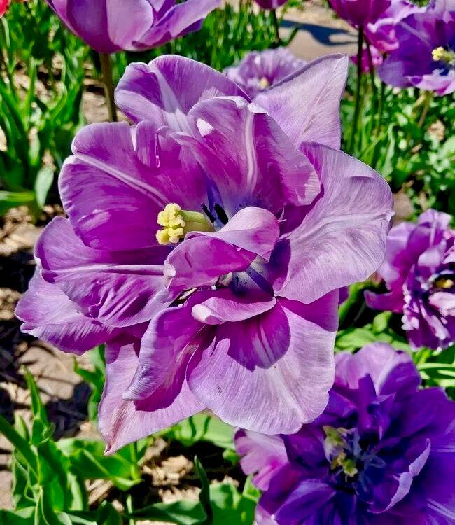 Tulipán - 