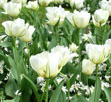 Načíst obrázek do prohlížeče Galerie, Tulipán - &quot;White Valley, (Exotic Emperor)&quot;, 5ks, 10ks
