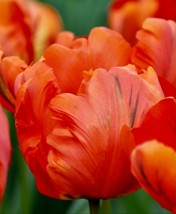 Tulipán - 