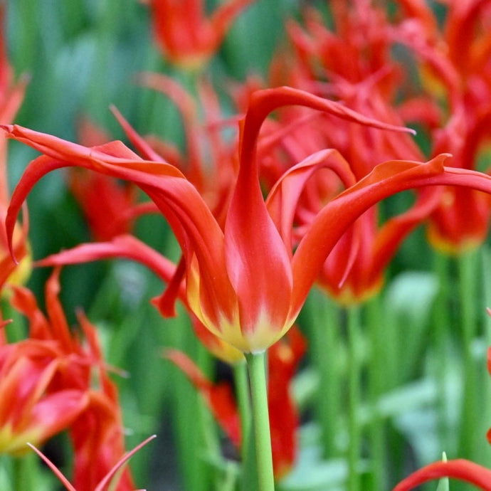 Tulipán - 