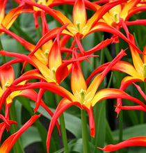 Načíst obrázek do prohlížeče Galerie, Tulipán - &quot; Go Go Red&quot;, 5ks nebo 10ks
