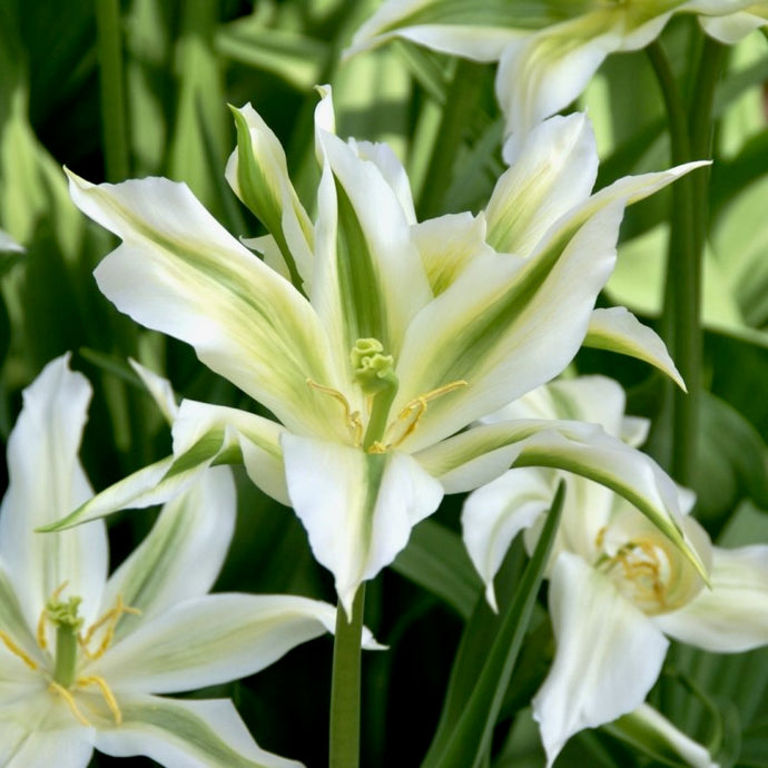 Tulipán - 